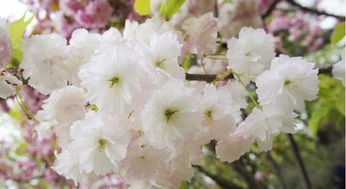 關(guān)于寫校園櫻花的詩句