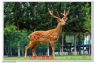 福字的美好寓意詩句,帶程的美好寓意的詩句,鹿詩經(jīng)中寓意美好的詩句