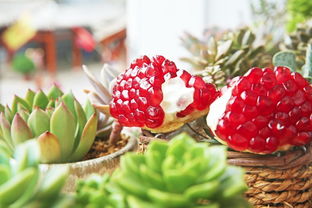 石榴,詩句,果實