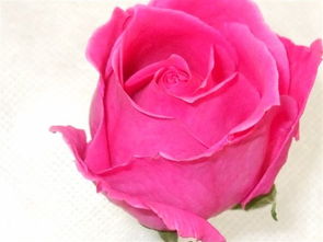 贊美紫荊花的古詩句