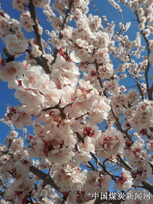 古詩(shī)中含杏花的詩(shī)句