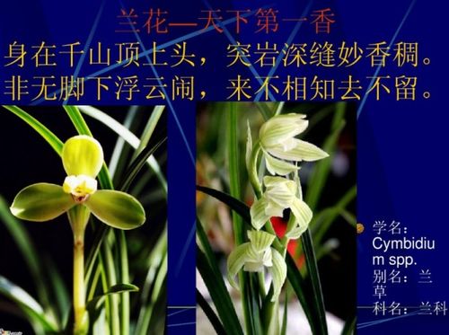 贊美蘭的古詩(shī)句