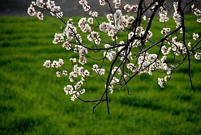 寫春天杏花的詩句古詩