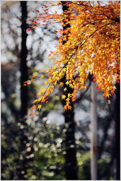 關于春天的古詩句子有哪些,關于夏天的古詩句子有哪些,描寫秋的古詩句子有哪些