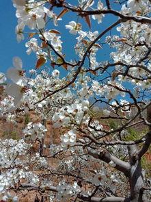 贊美梨花的詩(shī)句古詩(shī)