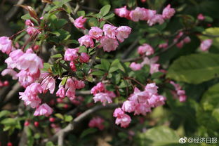 關于春天的詩句寫成兩百字