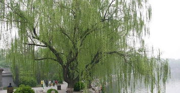 描寫春天的古詩(shī)句10個(gè)