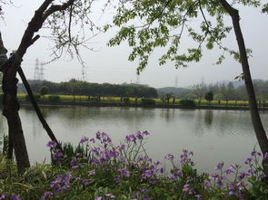 關(guān)于春天游西湖的詩句