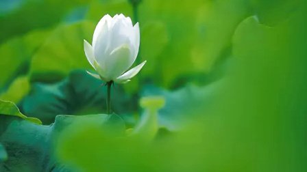 關(guān)于忘憂(yōu)草的現(xiàn)代詩(shī)句