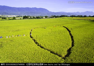 關(guān)于愛心稻田捐贈(zèng)的詩句
