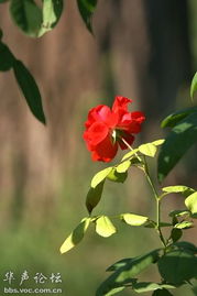 詩(shī)句,于有花