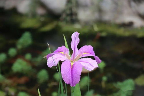 關(guān)于四月份花的詩句