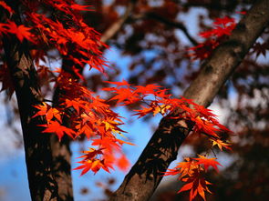 田里,古詩(shī),詩(shī)句,描寫(xiě)