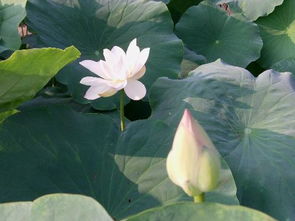 描寫有關(guān)荷花的詩句古詩