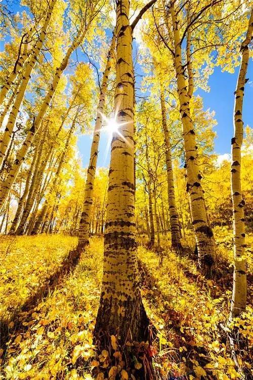 古詩詞,詩句,美景,秋天