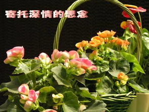 關(guān)于元宵節(jié)思念親人的詩(shī)句