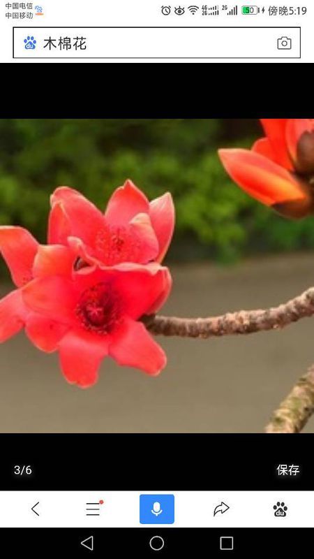 有關(guān)紅棉花的詩(shī)句古詩(shī)