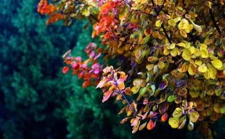 含有秋雨的古詩(shī)句