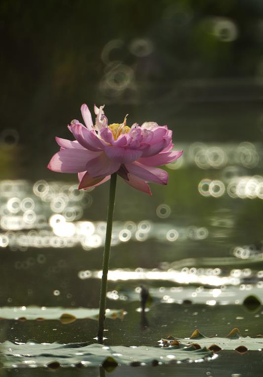 表達(dá)愛情長長久久的古詩句,表達(dá)對(duì)愛情忠貞不渝的古詩句,表達(dá)錯(cuò)過愛情的古詩句