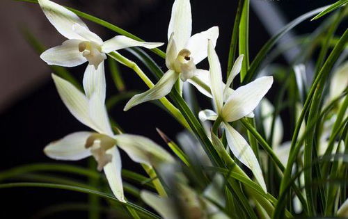 贊頌蘭花的詩句古詩