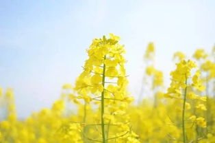 描寫油菜花的古詩句,關(guān)于油菜花的古詩,關(guān)于油菜花的詩句古詩