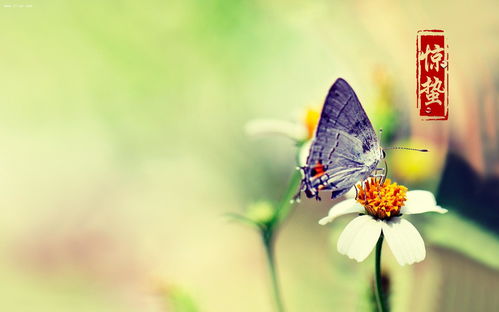 關(guān)于雨水和驚蟄的詩句