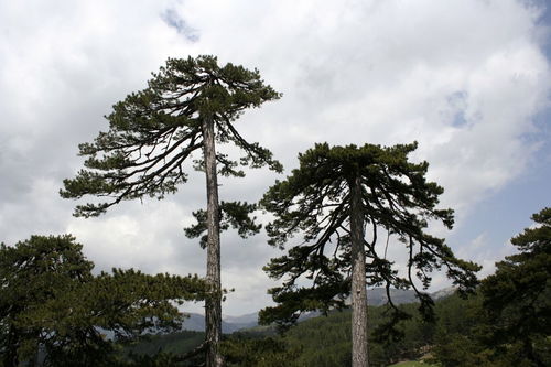 贊雙干松樹的古詩句