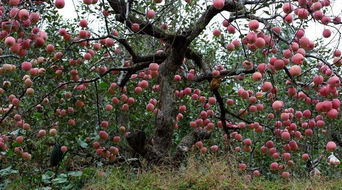 描寫果實(shí)豐收的古詩句