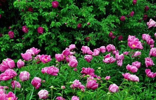 詩句,花草,還有哪些