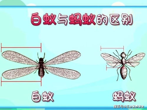 關于除害蟲的詩句