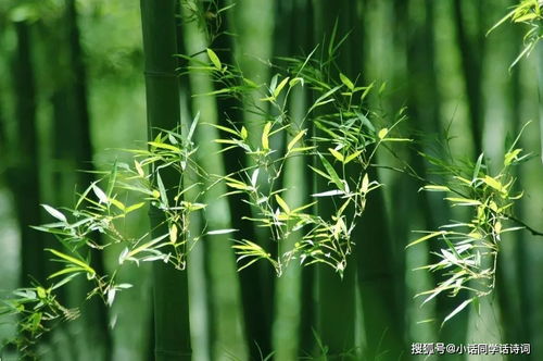 寫竹的詩句古詩,頌竹的詩句古詩,竹的詩句古詩鄭板橋