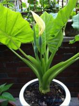 描寫滴水觀音的古詩,描寫滴水觀音的作文,贊美滴水觀音的詩句