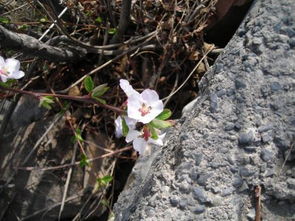 有哪些關(guān)于植物頑強(qiáng)生長(zhǎng)的詩(shī)句