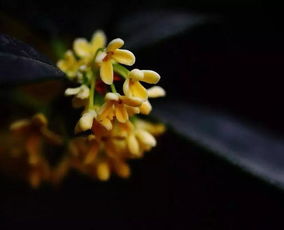 王維描寫桂花的詩句,王維寫桂花的詩句有哪些,描寫桂花的詩句古詩王維