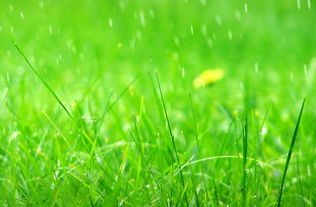 含春風(fēng)草花的古詩句