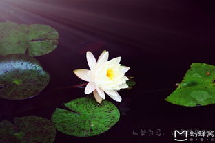 詩句,風花雪月,帶有