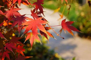 寫秋景美的詩句古詩