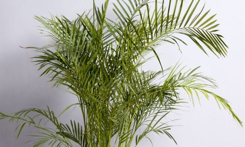 關于鳳尾竹的詩句