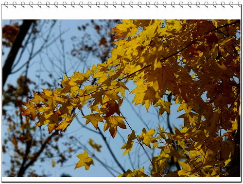 關(guān)于黃楓葉的詩句