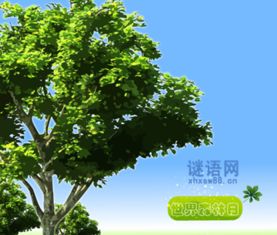 關于保護森林的詩句.