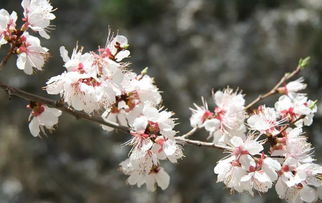 關(guān)于杏花的詩(shī)句100首