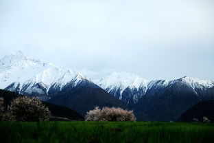 關(guān)于林芝4月份旅游的詩句