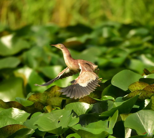 關(guān)于早上鳥兒鳴叫的詩句
