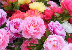 牡丹的詩句古詩詩配畫,關于牡丹的詩句古詩,描寫牡丹的詩句古詩