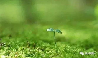 寫小草的詩句古詩,小草的詩句是古詩,關(guān)于小草的詩句