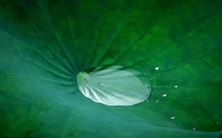 寫兩句關(guān)于夏天的古詩(shī)句,關(guān)于夏天的古詩(shī)兩句話,兩句有關(guān)夏天的古詩(shī)句