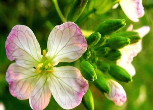 關(guān)于芍藥花的古詩(shī)句