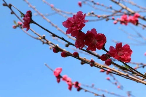 關(guān)于桃花李花開放的詩句