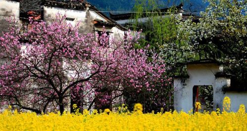 春月景的詩(shī)句古詩(shī)詞