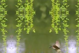 描寫柳樹月亮梅花的詩句古詩